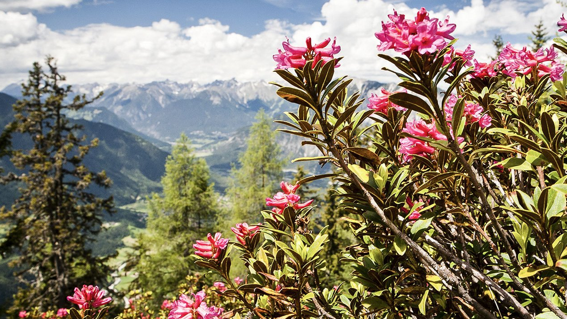 Alpenrosen mit Panoramablick