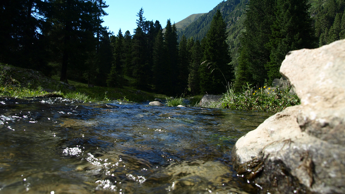 Oberer Nederbach Fischen