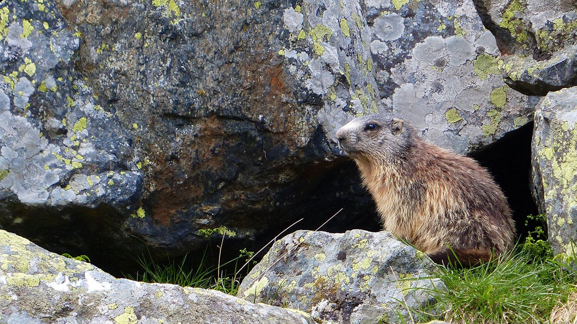 Murmeltier im Ötztaler Naturpark